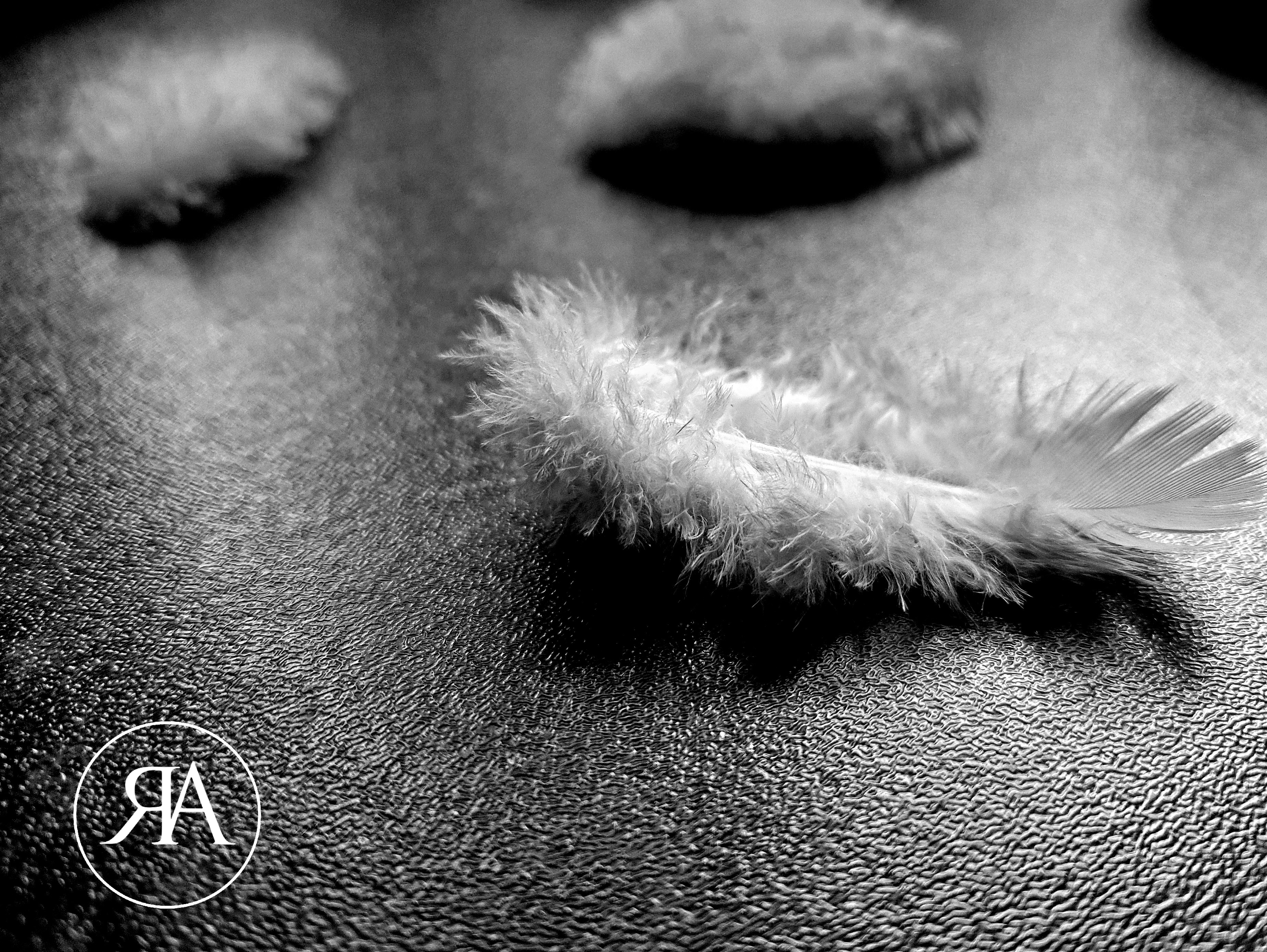 Black and White Feather