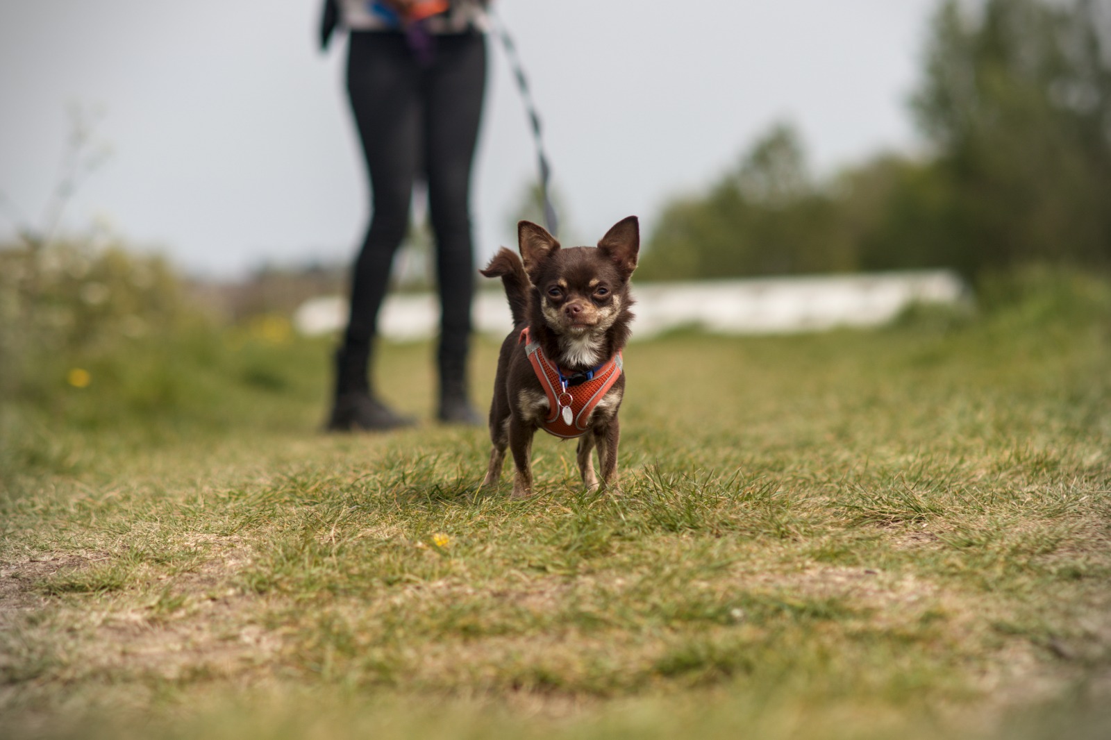 Pet photography by In Stillness
