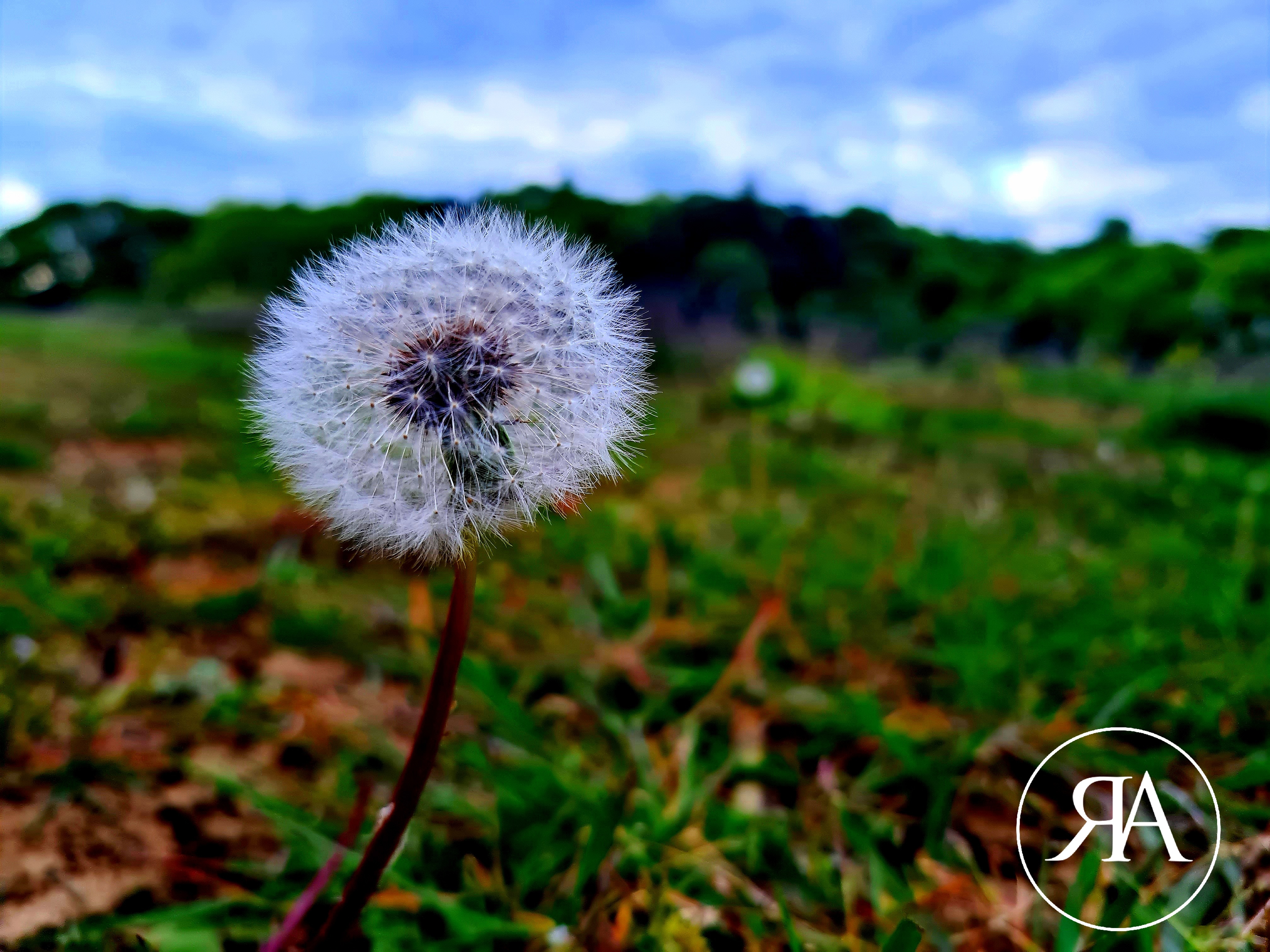 Dandelion fine art print